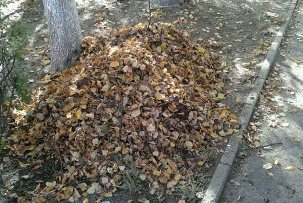 Луцькі «муніципали» відкрили новий фронт – боротьби з опалим листям