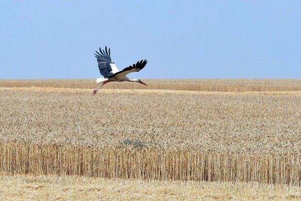 Протягом останньої «семирічки» Україна втричі збільшила експорт зернових
