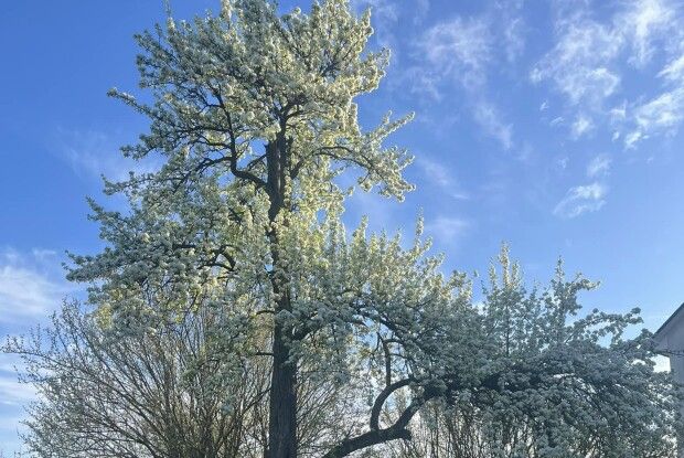 На Волині зацвіла груша, яка пам'ятає Лесю Українку (Фото)