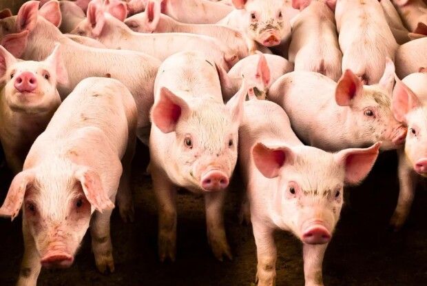 На Волині збудують великий свинокомплекс на 10 тисяч голів        