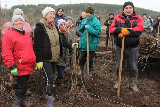 Майже 50 гектарів вишневого саду засадили на Волині