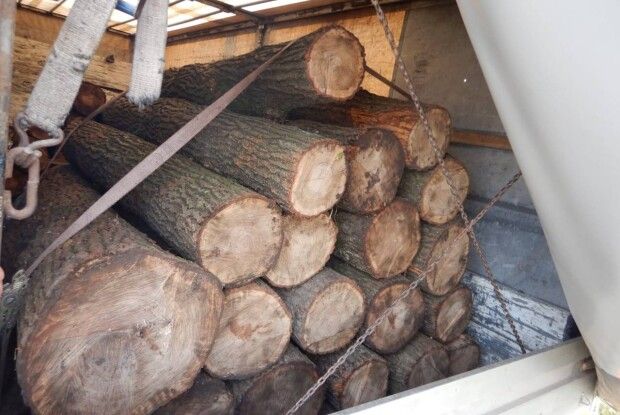 Збитки у 150 тисяч: двох молодиків спіймали на незаконній порубці дубів (Фото)