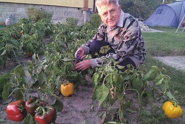Три сидерати – під одну культуру
