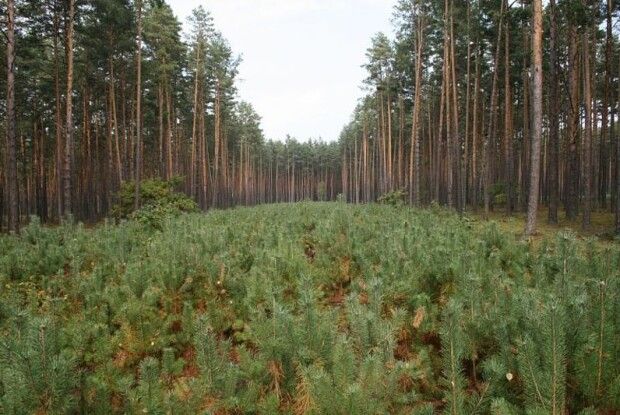 Цього року на Поліссі створили 70 гектарів нових лісів 