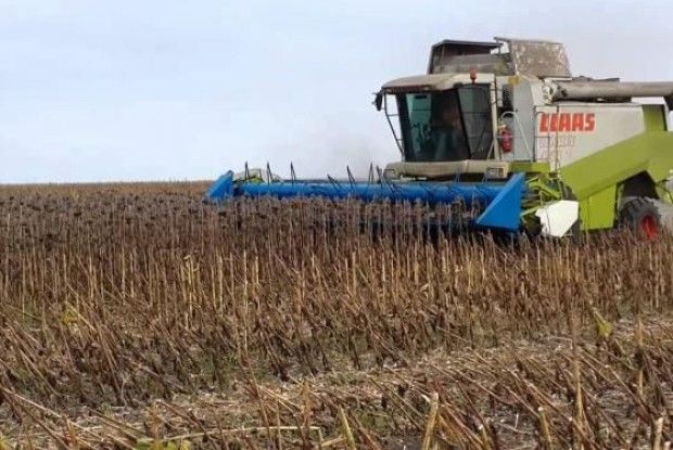 На Волині із соняшником — покінчено!