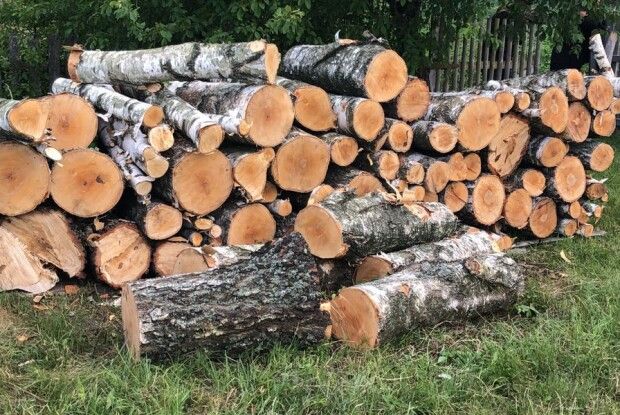  Волинянин незаконно зрізав бензопилою шість беріз (Фото)