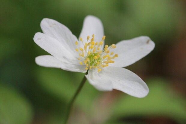 На Волині перед зимою в квітнику розквітла анемона 