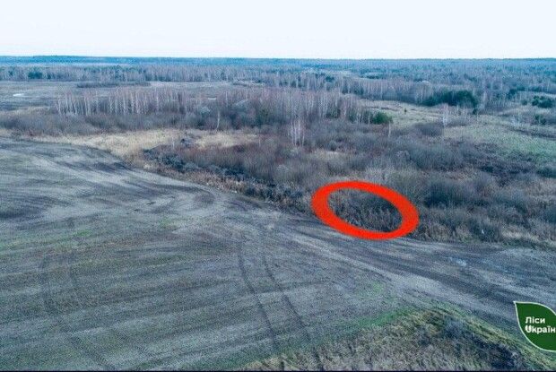 На Волині троє браконьєрів вбили самця козулі (Фото 18+)