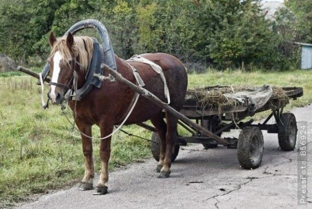 Волинянин купив посвідчення водія в Instagram і влетів у підводу: його судили