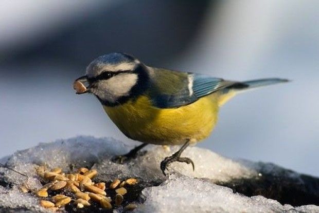 Нацпарк «Прип'ять-Стохід» закликав волинян сушити насіння гарбузів