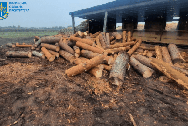 На Волині майстер лісу та його спільники постануть перед судом за незаконну порубку дерев на 6 мільйонів гривень