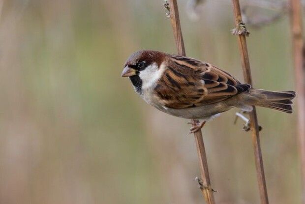 У Рівному зникли горобці