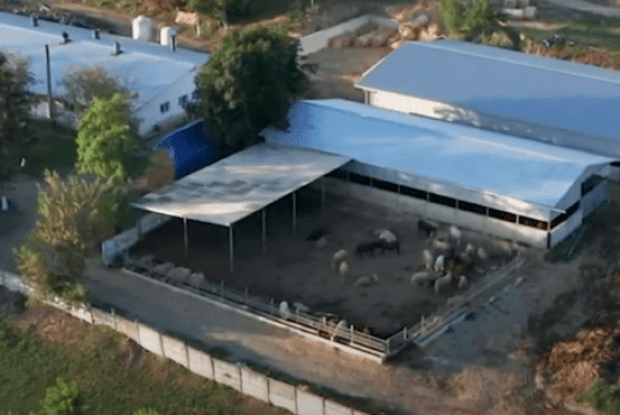 Свиноферма олігарха отруює повітря