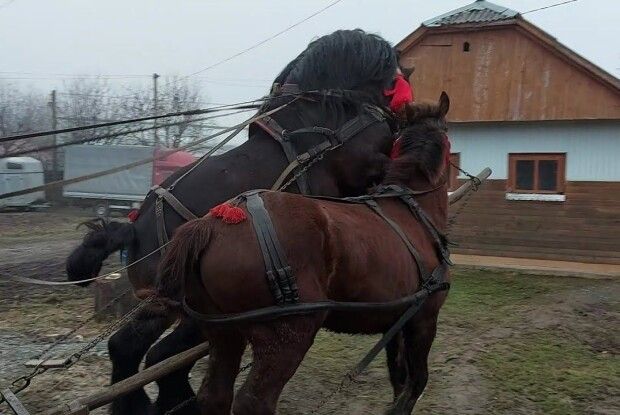 На Волині господар через коні потрапив до реанімації