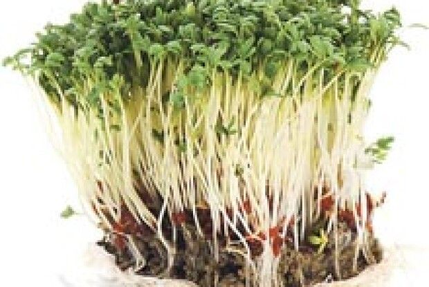 КРЕС-САЛАТ МОЖНА СІЯТИ У БЕРЕЗНІ