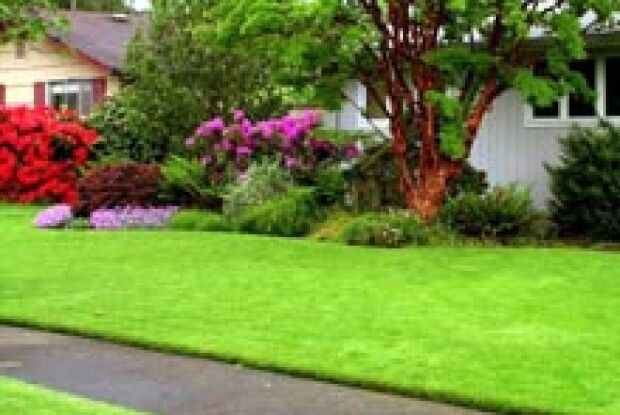 ЩО З МОЇМ ГАЗОНОМ?