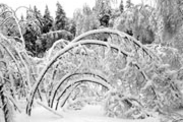 ФОТО НА КОНКУРС: така ошатна зима…