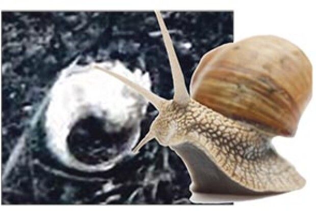 НЕВЖЕ НЕ БОЛЯТЬ  МЕРТВІ РАВЛИКИ  НА БЕРЕЗІ ВИЖІВКИ?