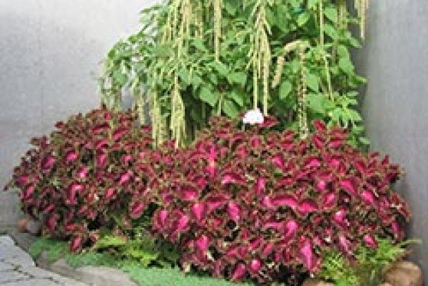 КІМНАТНІ РОСЛИНИ У ВІДКРИТОМУ ҐРУНТІ