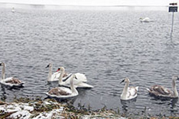 ПРИРОДА: у Баєві — лебединий став!