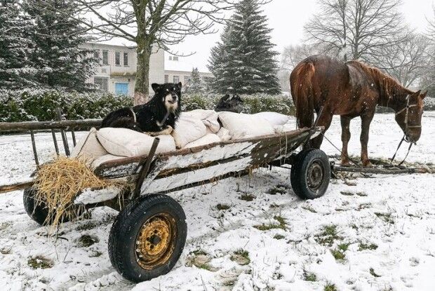 На небеснім зодіаку вже надходить рік Собаки