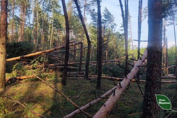 Бурелом потрощив сотні гектарів лісу на Волині та Рівненщині