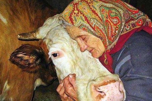 «Краще кабанчику молоко виллю, ніж півроку чекати на ті копійки…»