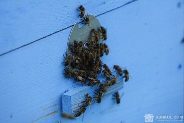 На Волині фермер спричинив масовий мор бджіл