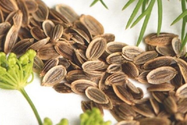 А ви зібрали насіння кропу?