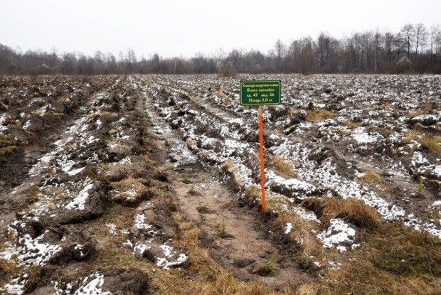 На Маневиччині вирощують новорічні ялинки