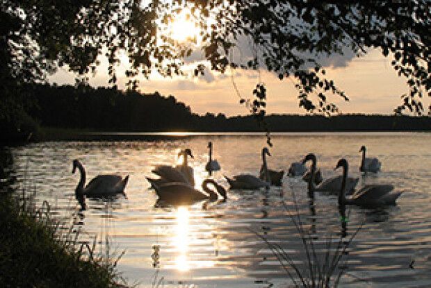 ФОТО НА КОНКУРС: лебеді, як мрії, випливають із туману на світанку