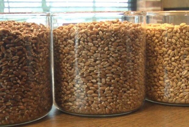 В Україні тестують перші вироби з кольорової пшениці (Відео)