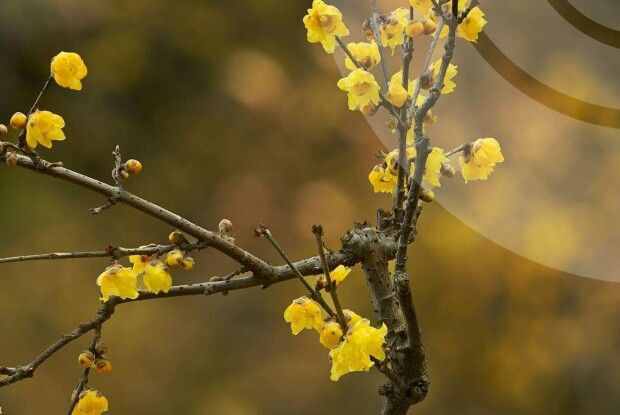 Температурний рекорд у Луцьку: березень побив свій власний максимум