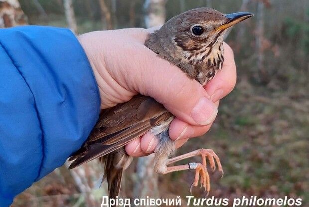 Перші пернаті в обліку: у нацпарку на Волині стартувало весняне кільцювання птахів 