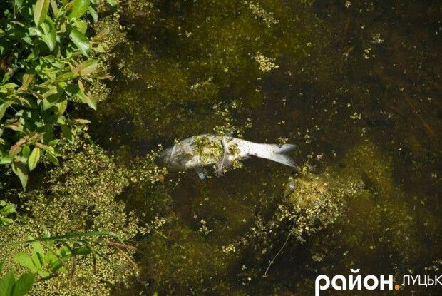 У Центральному парку Луцька плаває здохла риба