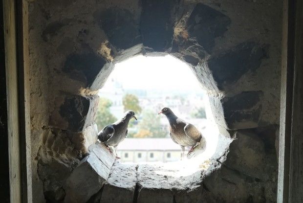 Побачення в замковій вежі