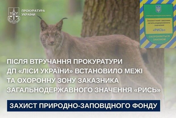 Волинський суд змусив ДП «Ліси України» узаконити заповідник «Рись»