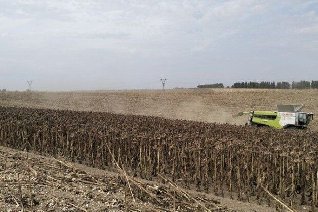 Волинь увійшла до п’ятірки областей із найвищою врожайністю соняшника