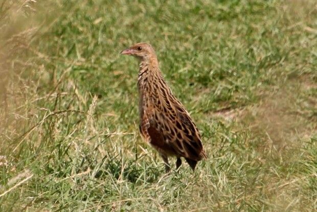 У Цуманській пущі хрущі над вишнями не загудуть