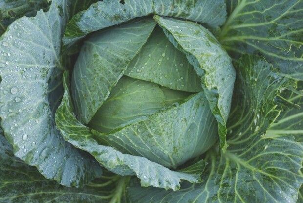 На городі волинянки злодії вирізали 100 головок капусти