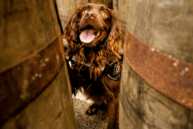 У Шотландії завод з виробництва віскі взяв на роботу спаніеля