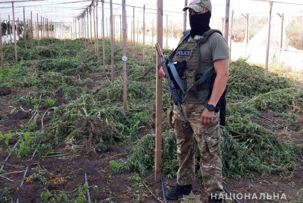 Поліцейські на Одещині виявили теплиці з коноплями