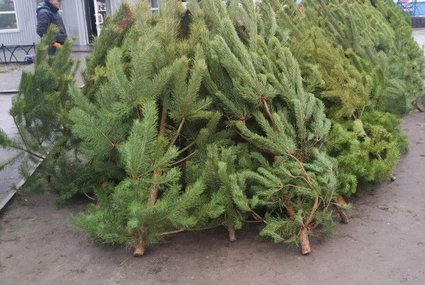 Повідомили, де в Луцьку продаватимуть новорічні ялинки: перелік адрес