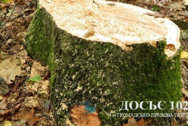 На Горохівщині розшукують… крадені дуби