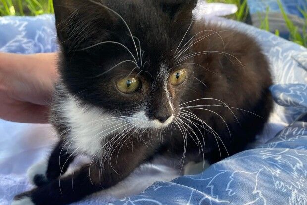 У Луцьку шукає люблячі ручки красунчик Васько (Фото)