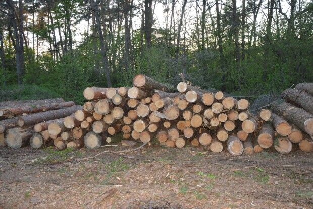 139 колод необлікованої деревини виявили у лісі на Горохівщині
