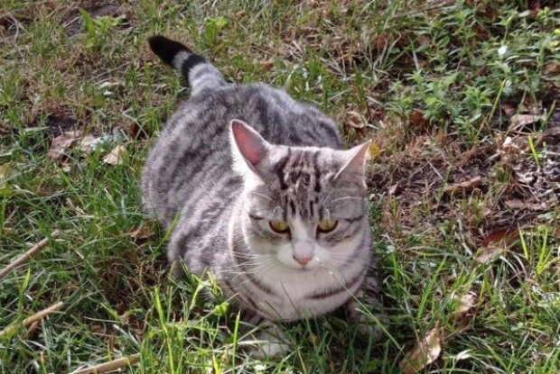 «У нього ж такий характер!»: українка другу добу розшукує свого котика Анчоуса (Фото)