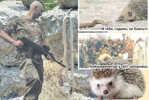 Волинським воїнам-«гномам» на передовій допомагають навіть… їжаки (Фото, відео)