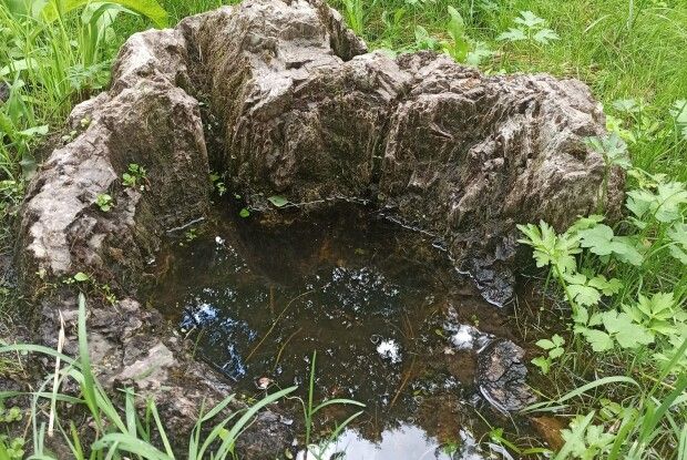 У садибі Косачів, що на Волині, похвалилися давнім кадубом