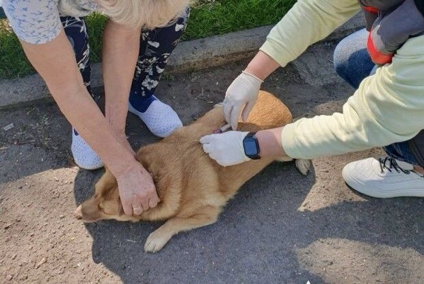 У громаді на Волині безкоштовно вакцинують домашніх тварин